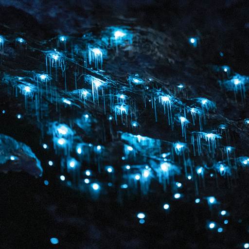 An up close shot of glowworms hanging from the cave, shining bright blue in the darkness