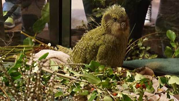 Rare Kakapo chick
