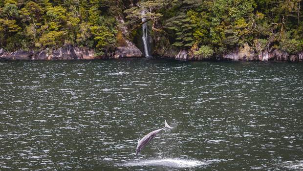 Dolphin jumping out of the water in Doubtful Sound