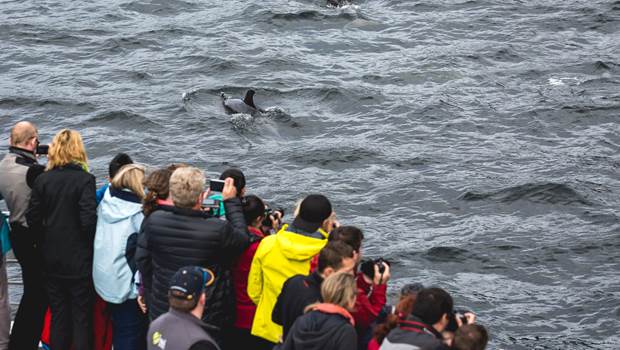 Group of tourists taking photos on wild dolphins in Doubtful Sound