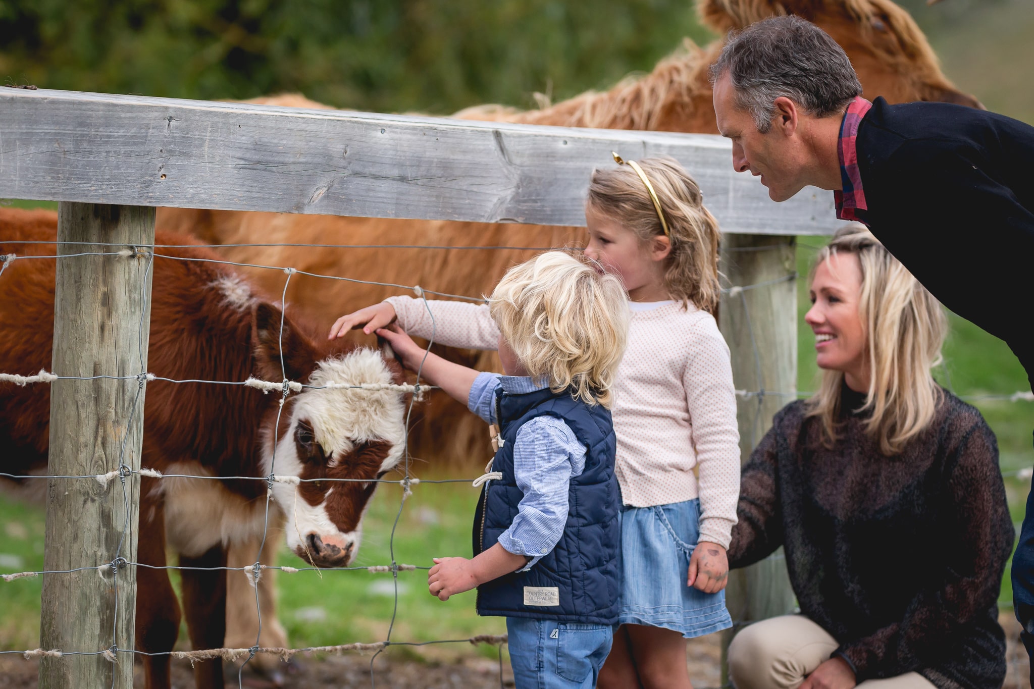 A family enjoy petting a calf at Walter Peak Farm Station