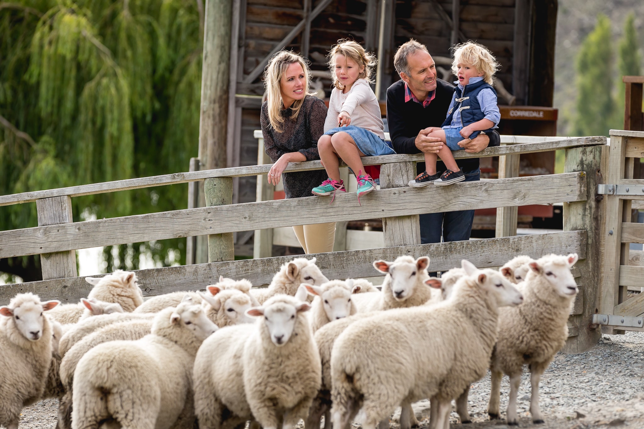 A family observe a herd of sheep at Walter Peak Farm Station