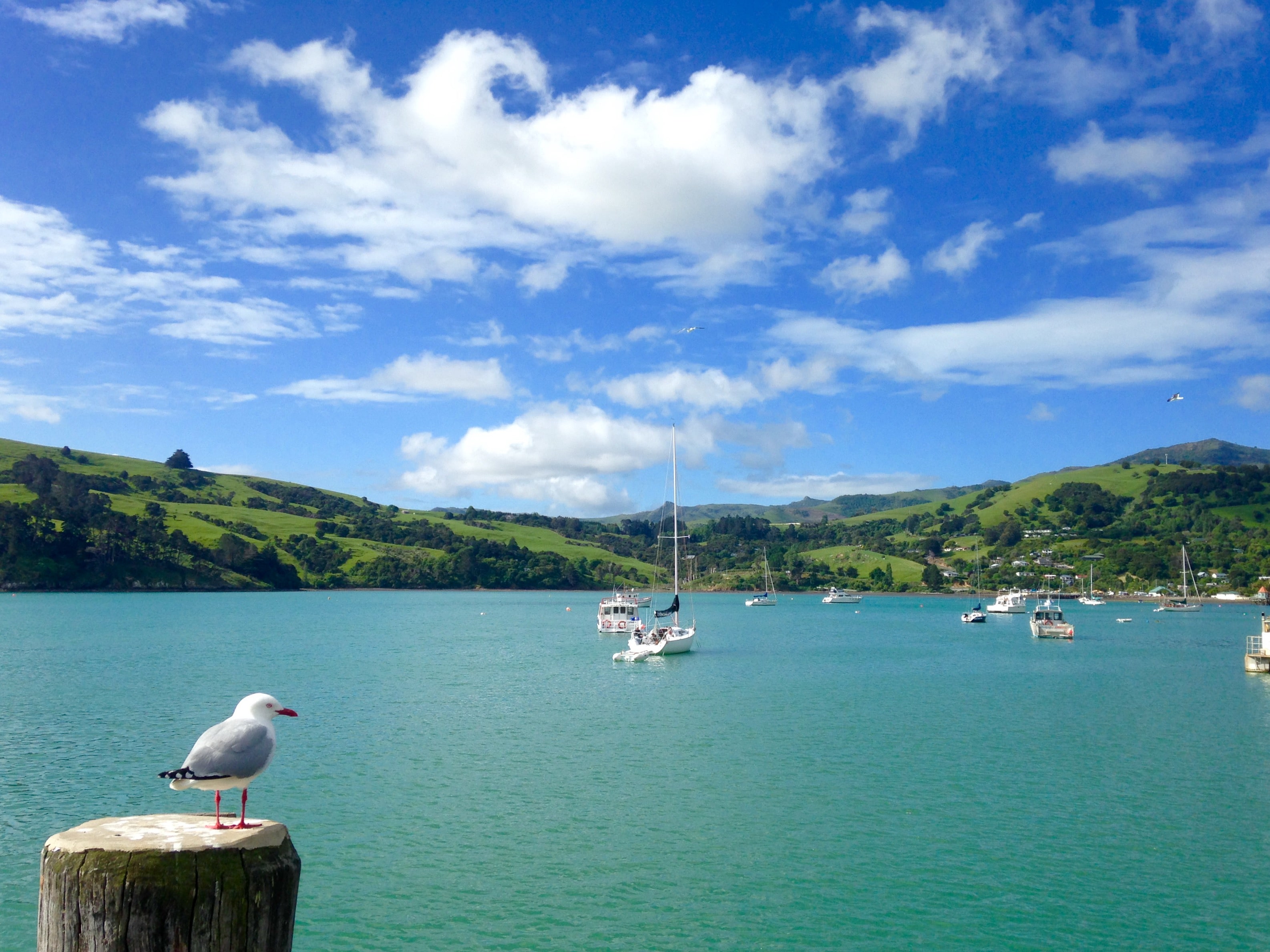 A seagull perched looks out at the boats on Akaroa Harbour
